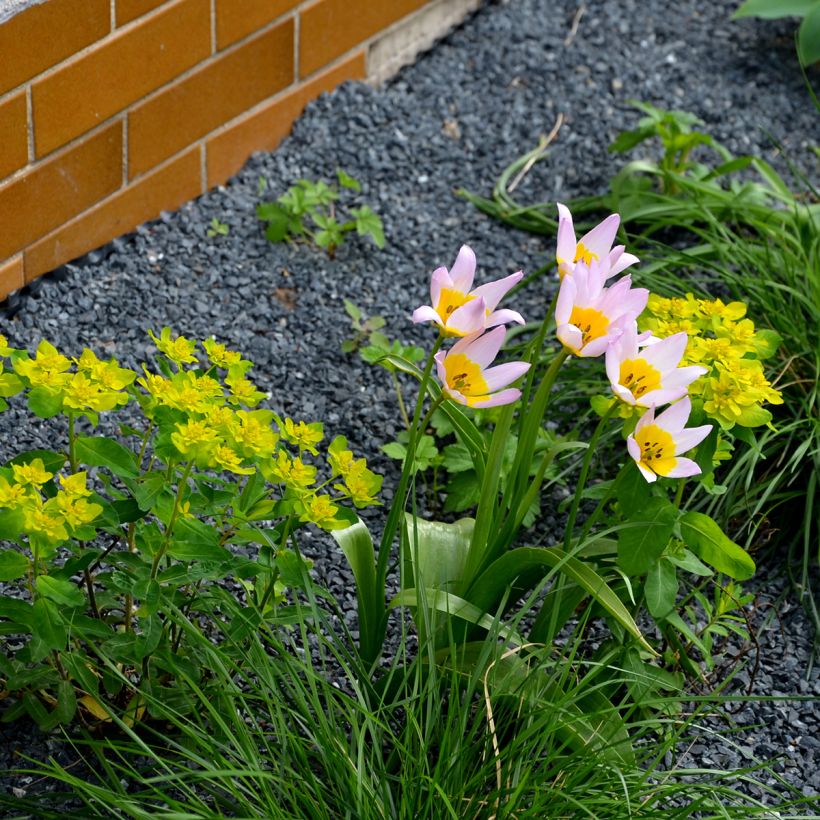 Tulipe de Crète - Tulipa saxatilis (Port)