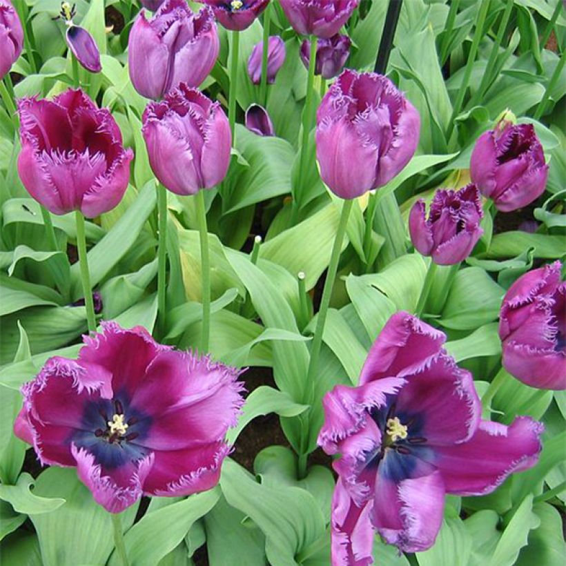 Tulipe dentelée Curly Sue (Floraison)