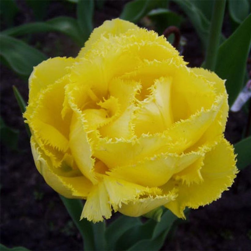 Tulipe dentelée double Exotic Sun (Floraison)