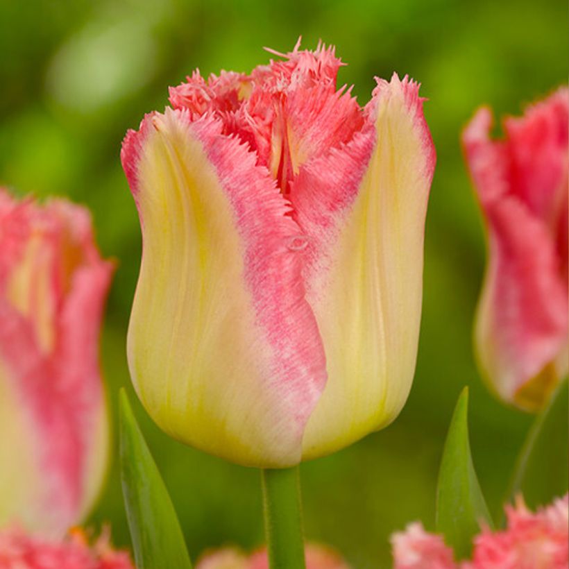 Tulipe dentelée Lingerie (Floraison)