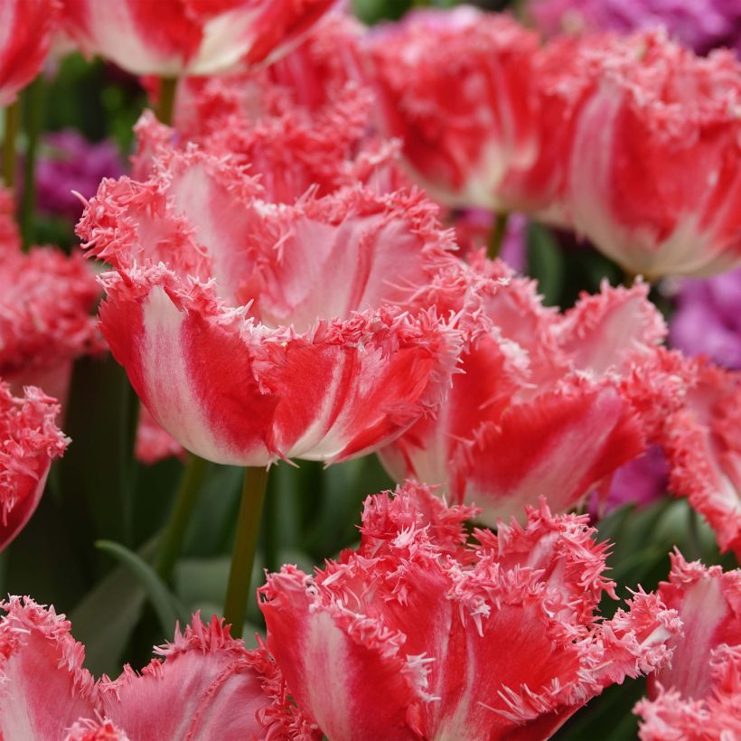 Tulipe dentelée Neglige (Floraison)