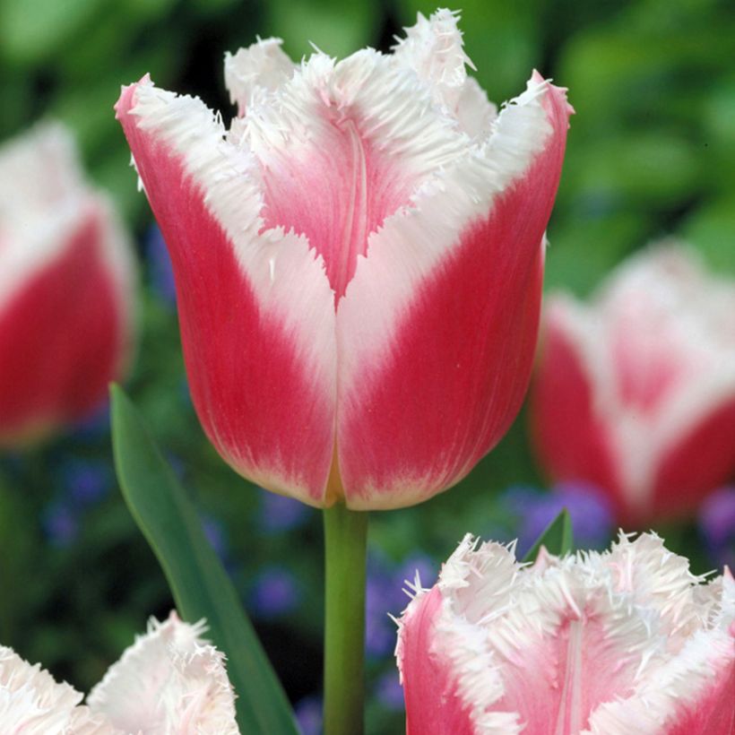 Tulipe dentelée Siesta (Floraison)