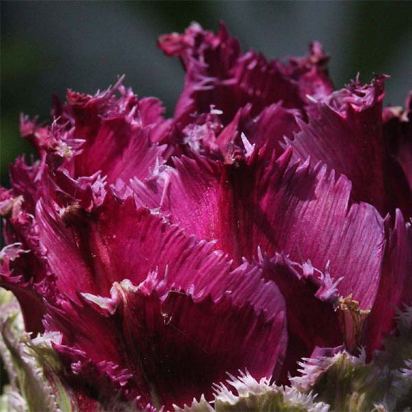 Tulipe dentelée double Purple Tower (Floraison)