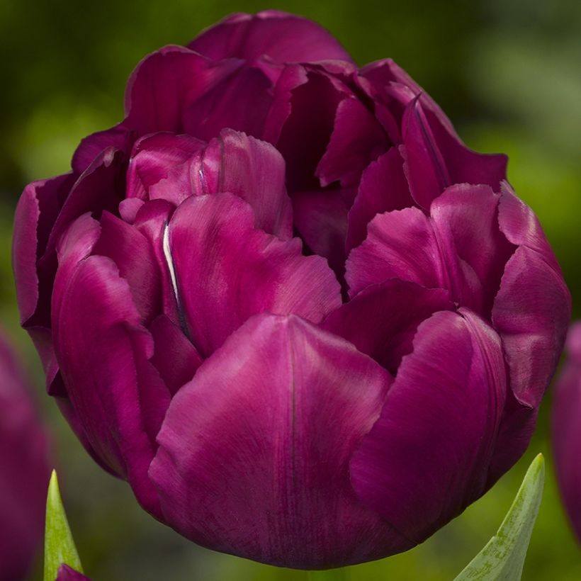 Tulipe double hâtive Alison Bradley (Floraison)