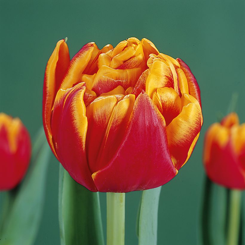 Tulipe double hâtive Cilesta (Floraison)