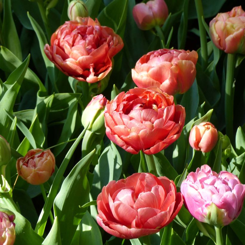 Tulipe double hâtive Copper Image (Floraison)