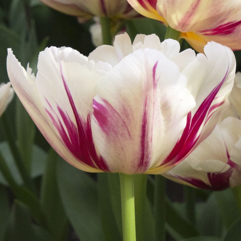 Tulipe double hâtive Flaming Margarita (Floraison)