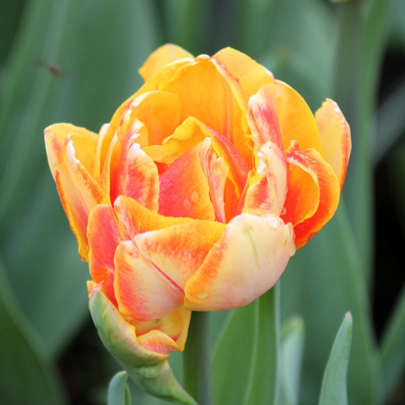 Tulipe double hâtive Foxy Foxtrot (Floraison)