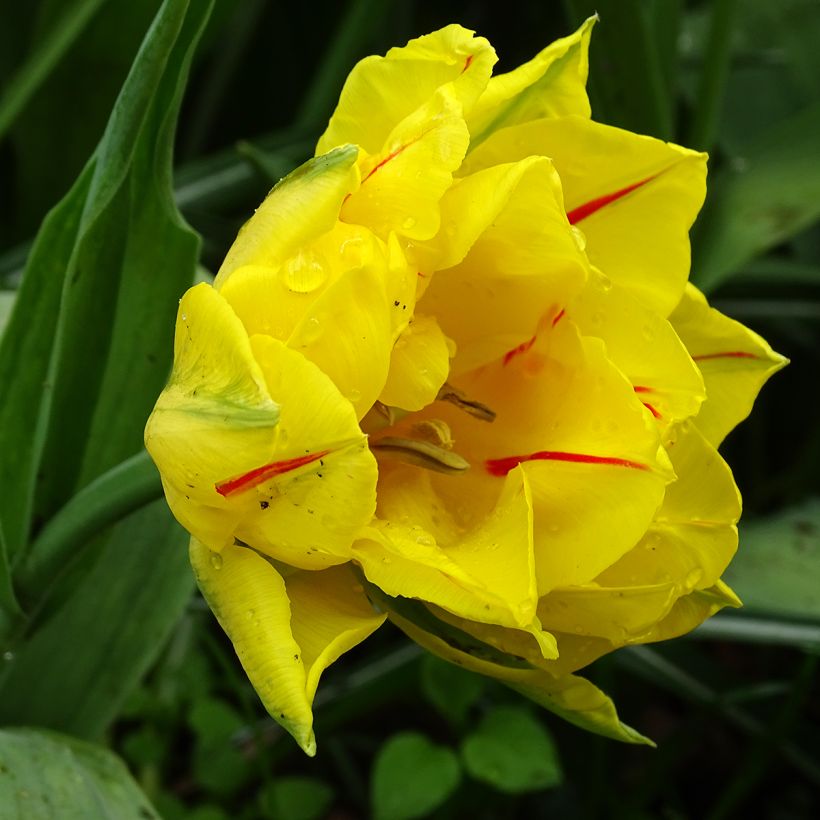 Tulipe double hâtive Monsella (Floraison)