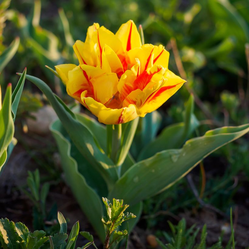 Tulipe double hâtive Monsella (Port)