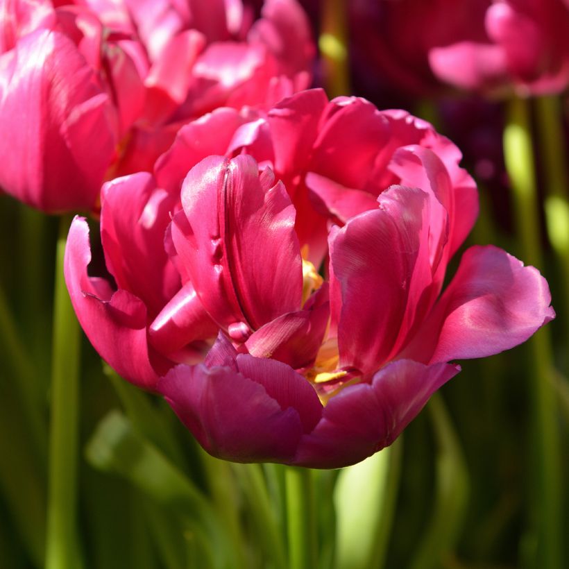 Tulipe double hâtive Royal Acres (Floraison)