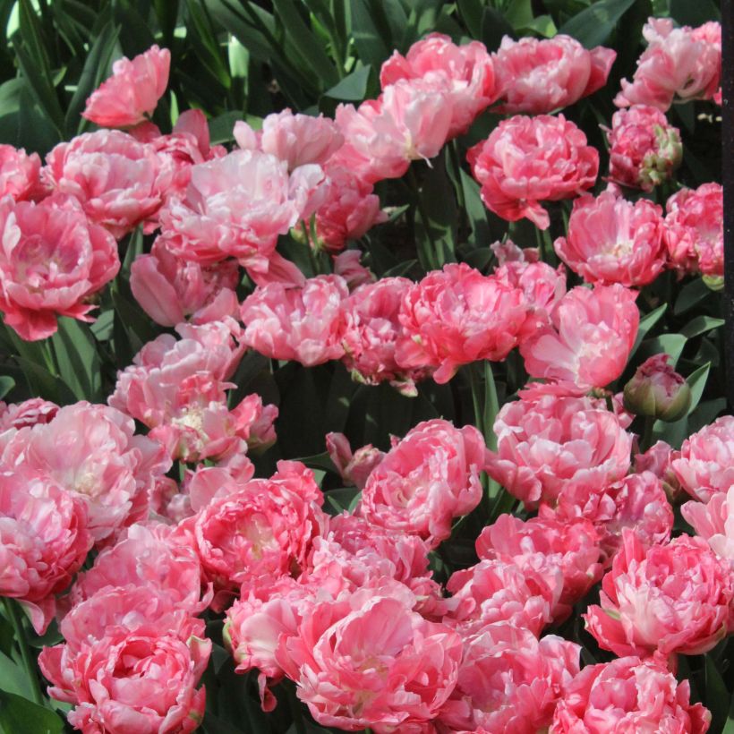 Tulipe double hâtive Sweet Amy (Floraison)