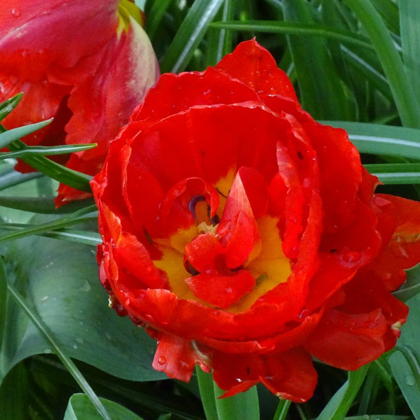 Tulipe double hâtive Viking (Floraison)