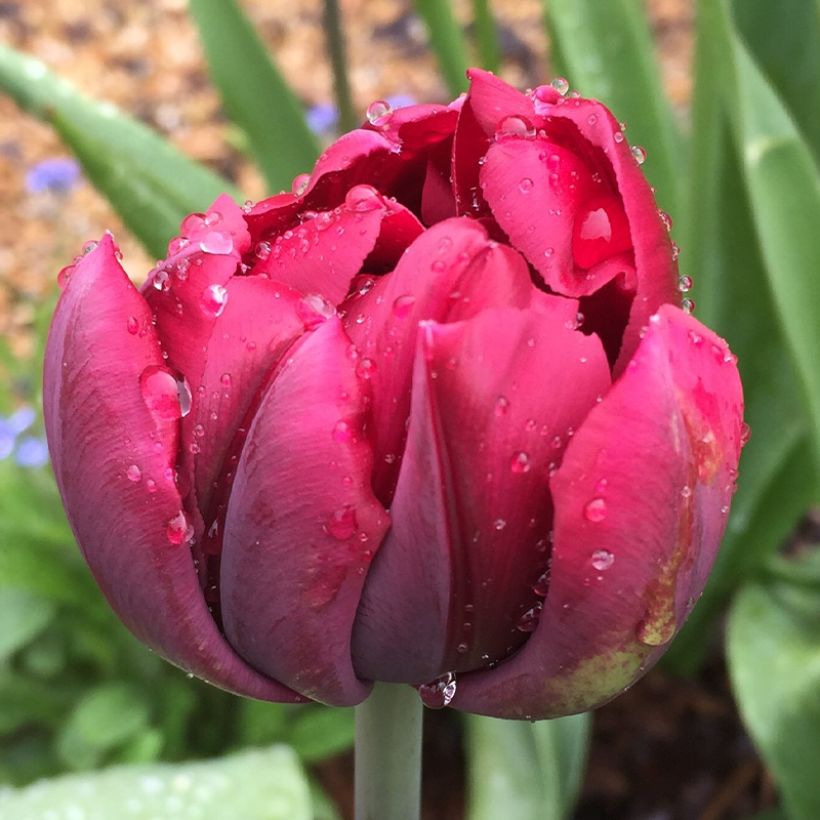 Tulipe double tardive Antraciet (Floraison)