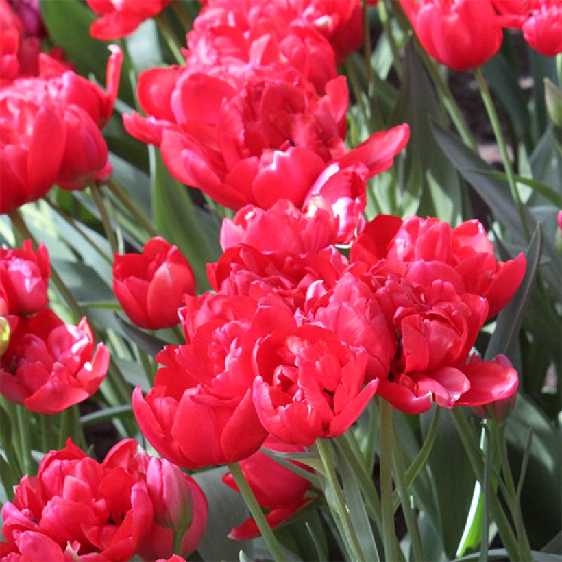 Tulipe double tardive Estatic (Floraison)
