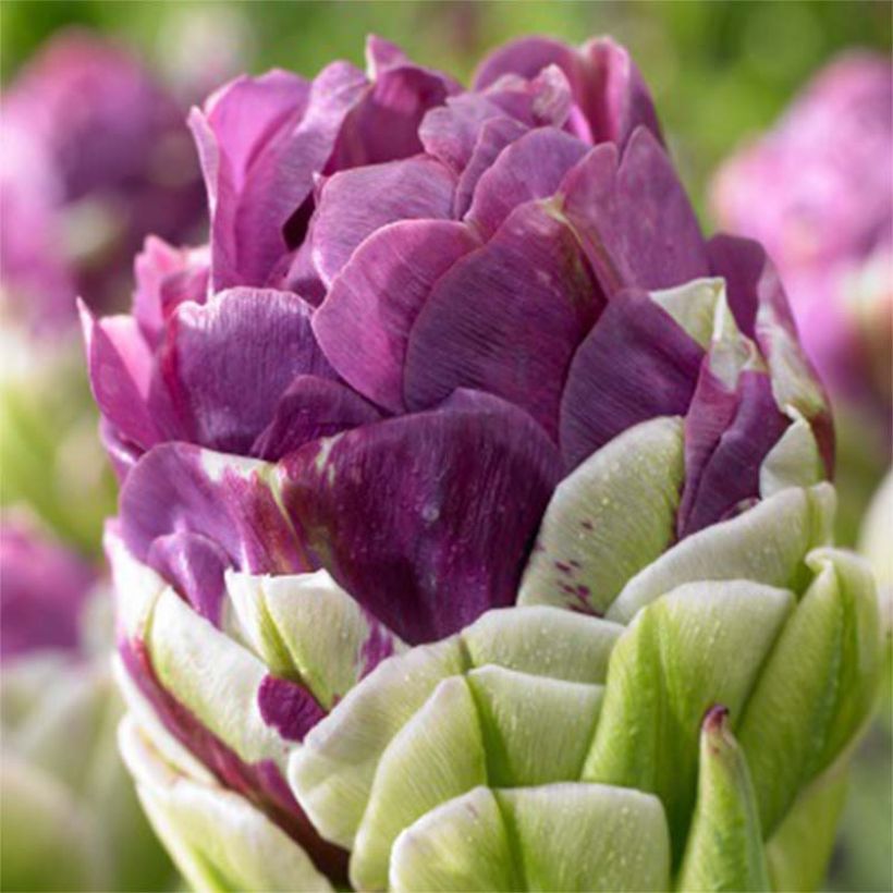 Tulipe double tardive Exquisit (Floraison)
