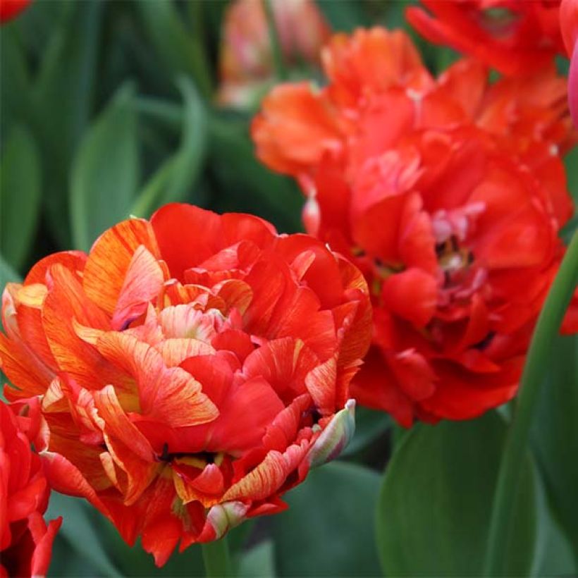 Tulipe double tardive Gudoshnik Double (Floraison)