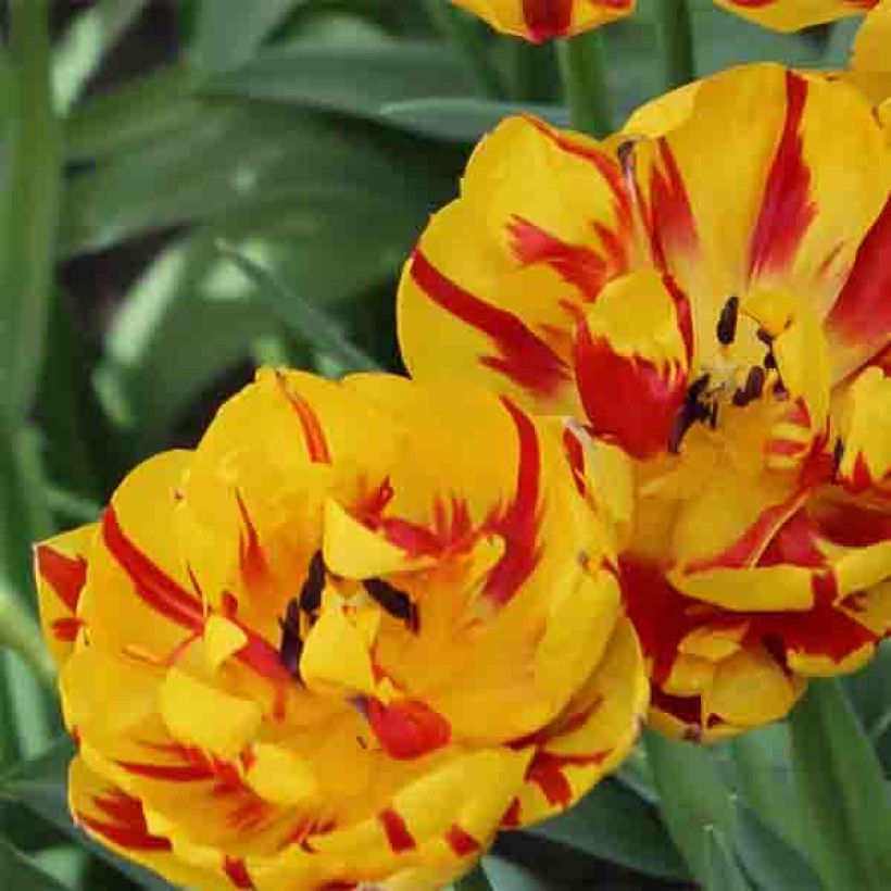 Tulipe double tardive Nizza (Floraison)