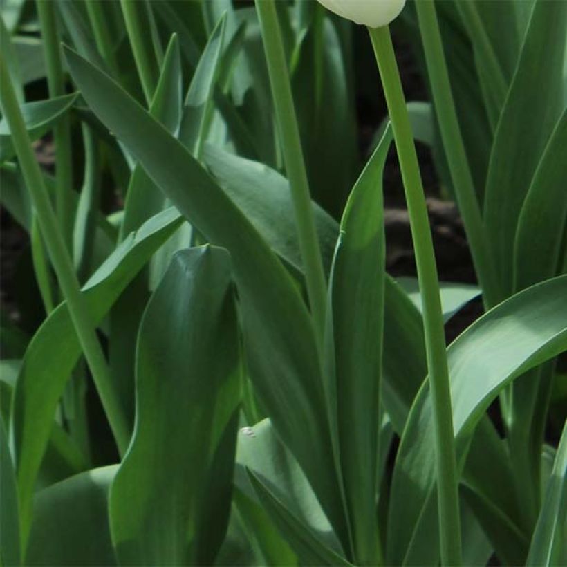 Tulipe double tardive Pop Up Purple - Tulipe à fleurs de pivoine (Feuillage)