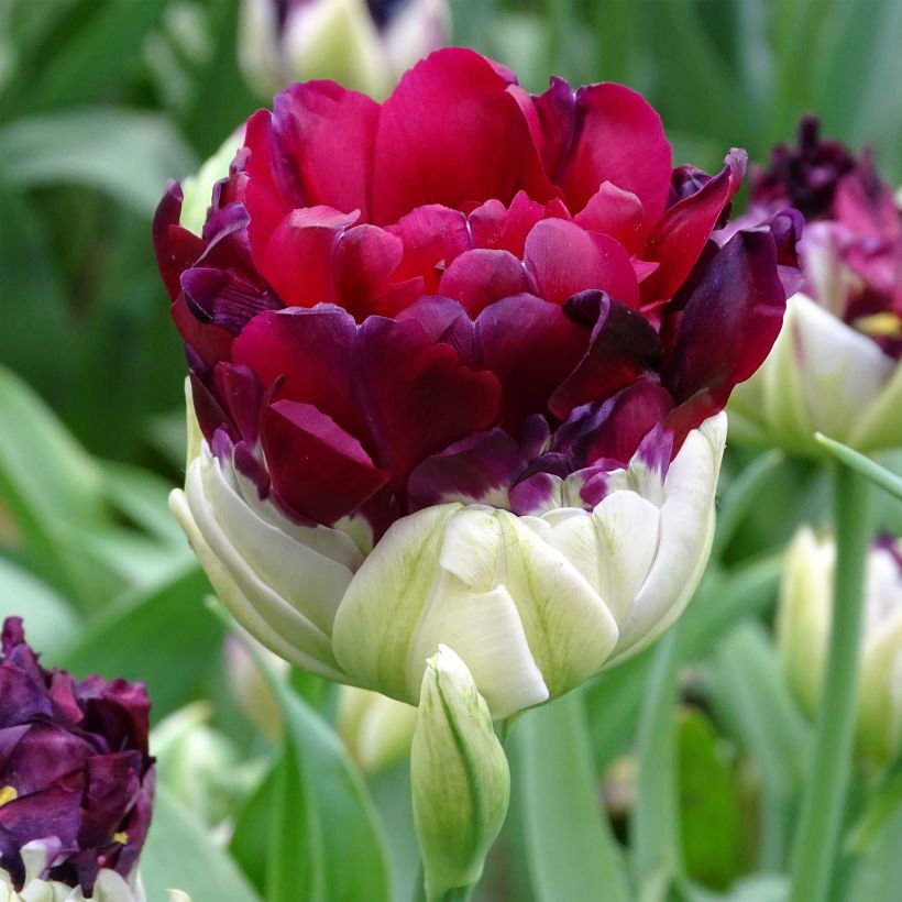 Tulipe double tardive Pop Up Purple - Tulipe à fleurs de pivoine (Floraison)