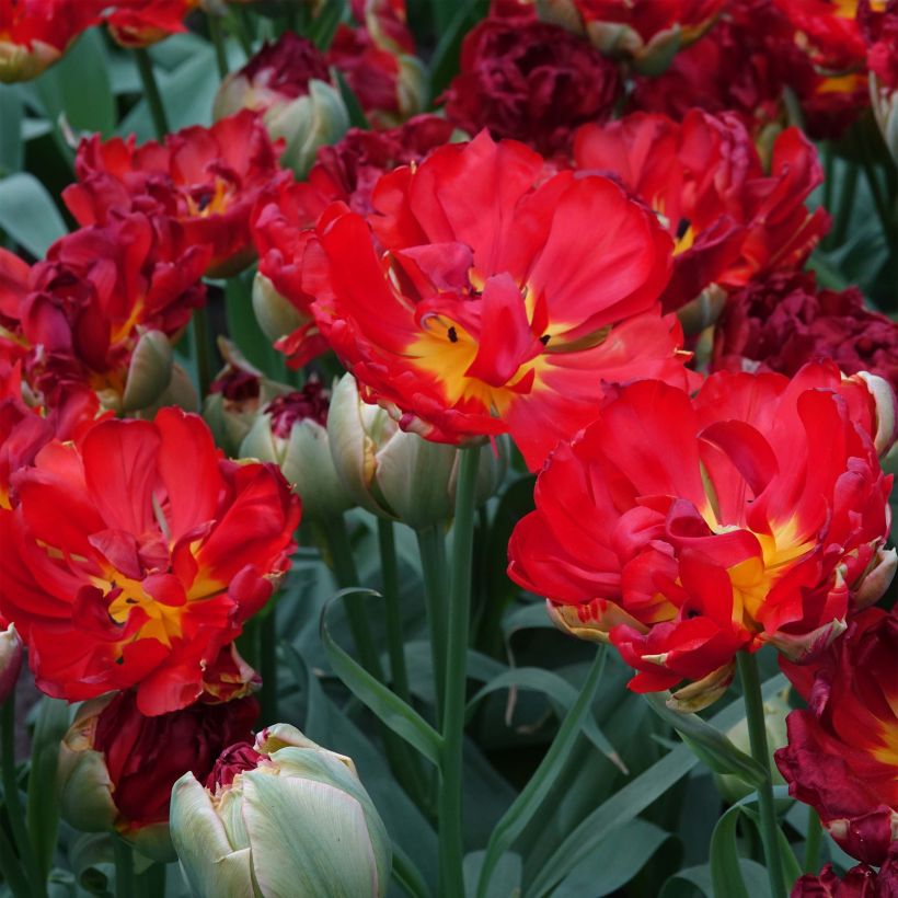 Tulipe double tardive Pop Up Red - Tulipe à fleurs de pivoine (Floraison)
