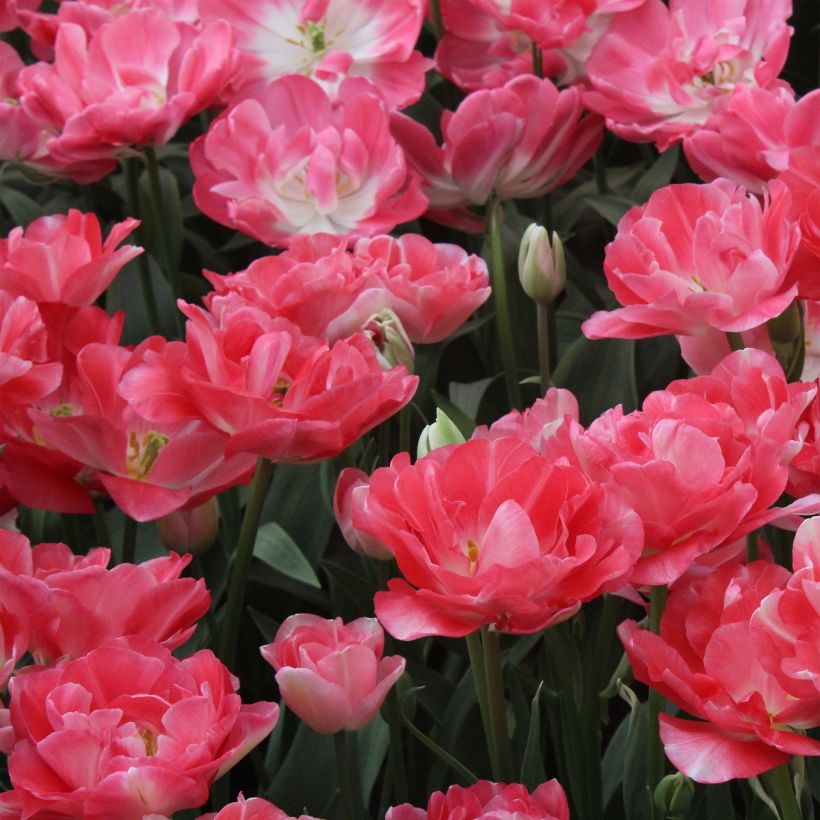 Tulipe double tardive Princess Angélique (Floraison)