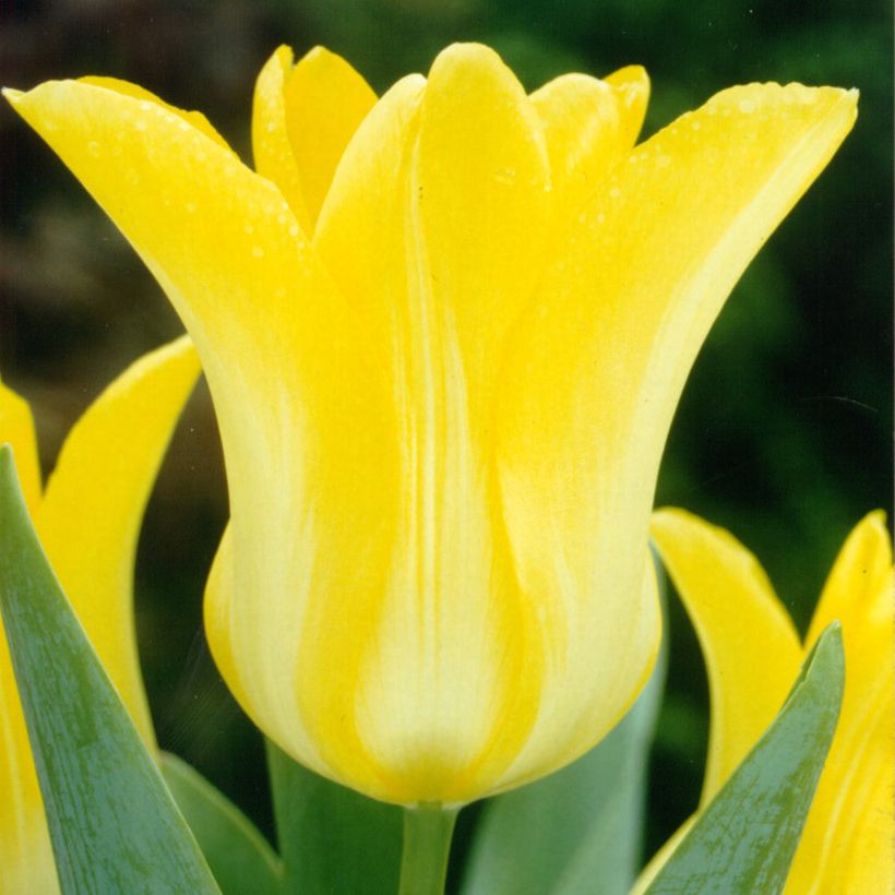 Tulipe fleur de Lys Ballade Gold (Floraison)
