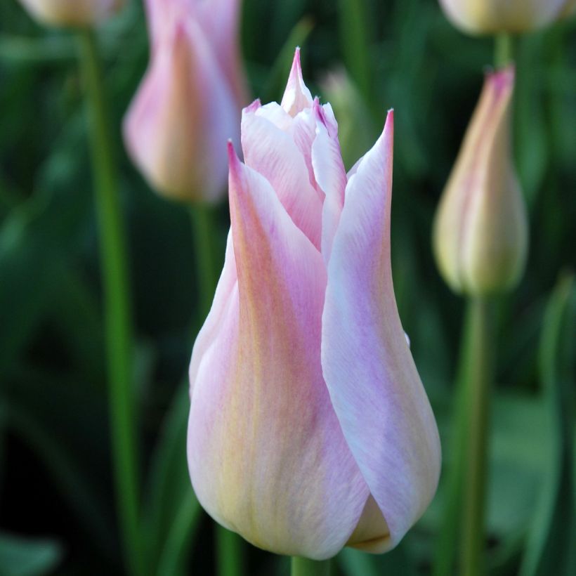 Tulipe Fleur de Lis Ballade Lady (Floraison)
