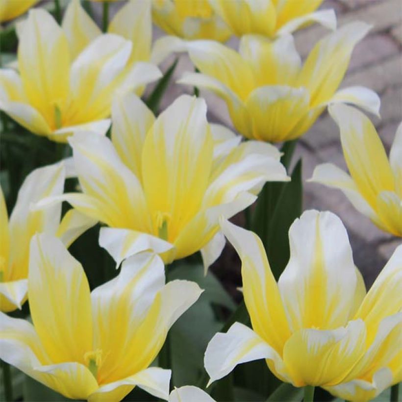Tulipe Fleur de Lis Budlight (Floraison)