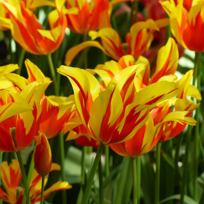 Tulipe fleur de lis Fire Wings (Floraison)