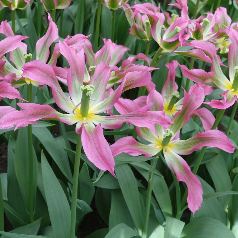 Tulipe fleur de lis Love Dance (Floraison)