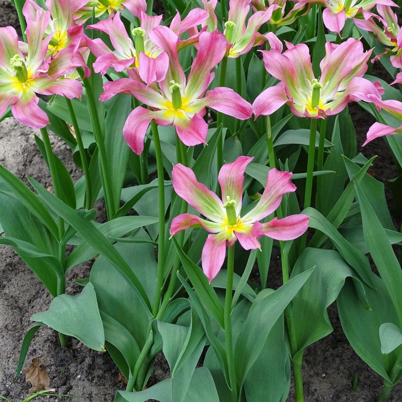 Tulipe fleur de lis Love Dance (Port)