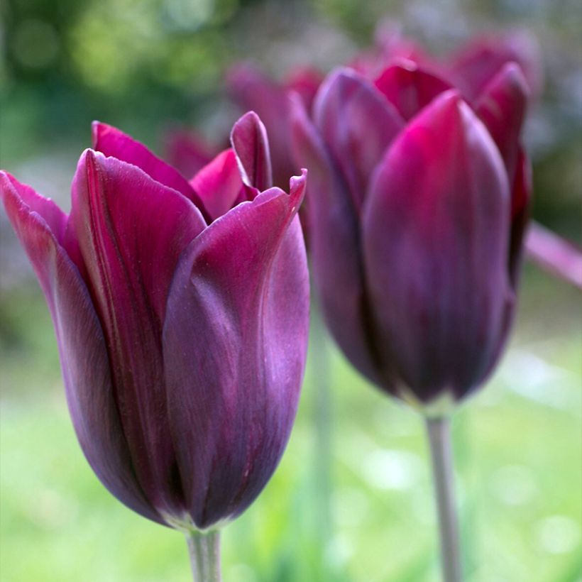 Tulipe Fleur de Lis Merlot (Floraison)