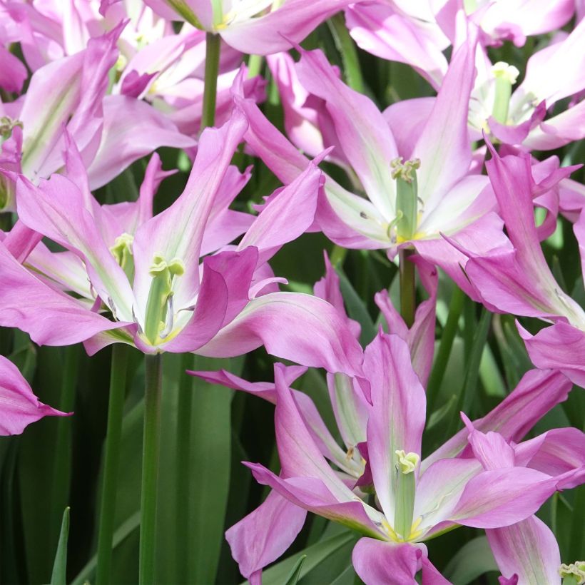 Tulipe fleur de lis Purple Dance (Floraison)