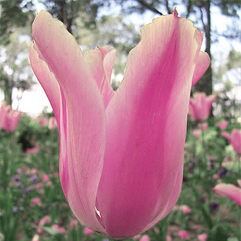 Tulipe fosteriana Albert Heijn (Floraison)