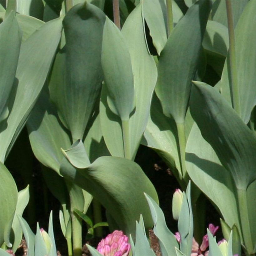 Tulipe fosteriana Flaming Purissima (Feuillage)