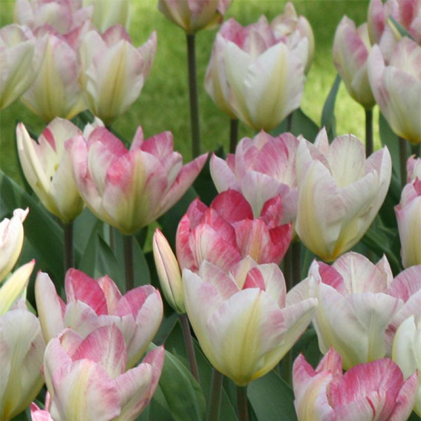 Tulipe fosteriana Flaming Purissima (Floraison)