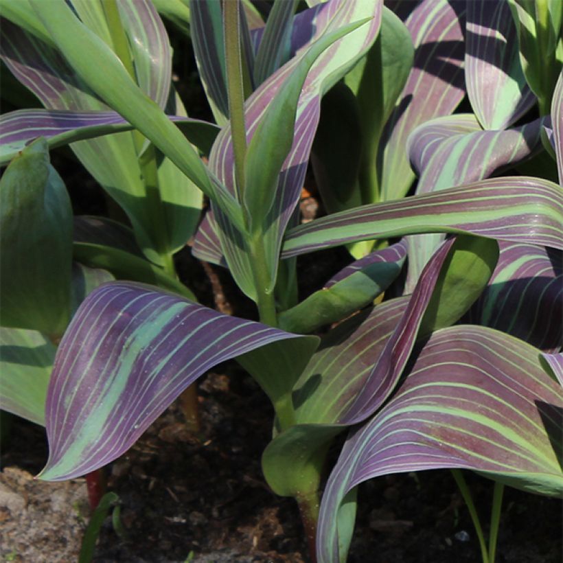 Tulipe fosteriana Juan (Feuillage)