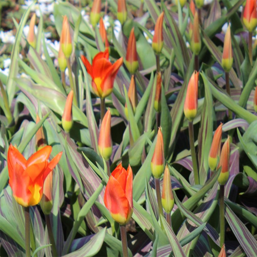 Tulipe fosteriana Juan (Floraison)