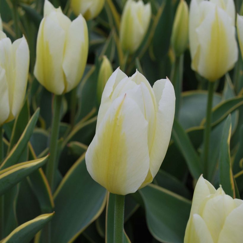 Tulipe fosteriana Purissima Design (Floraison)