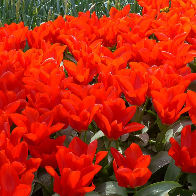 Tulipe fosteriana Red Emperor (Madame Lefeber) (Floraison)