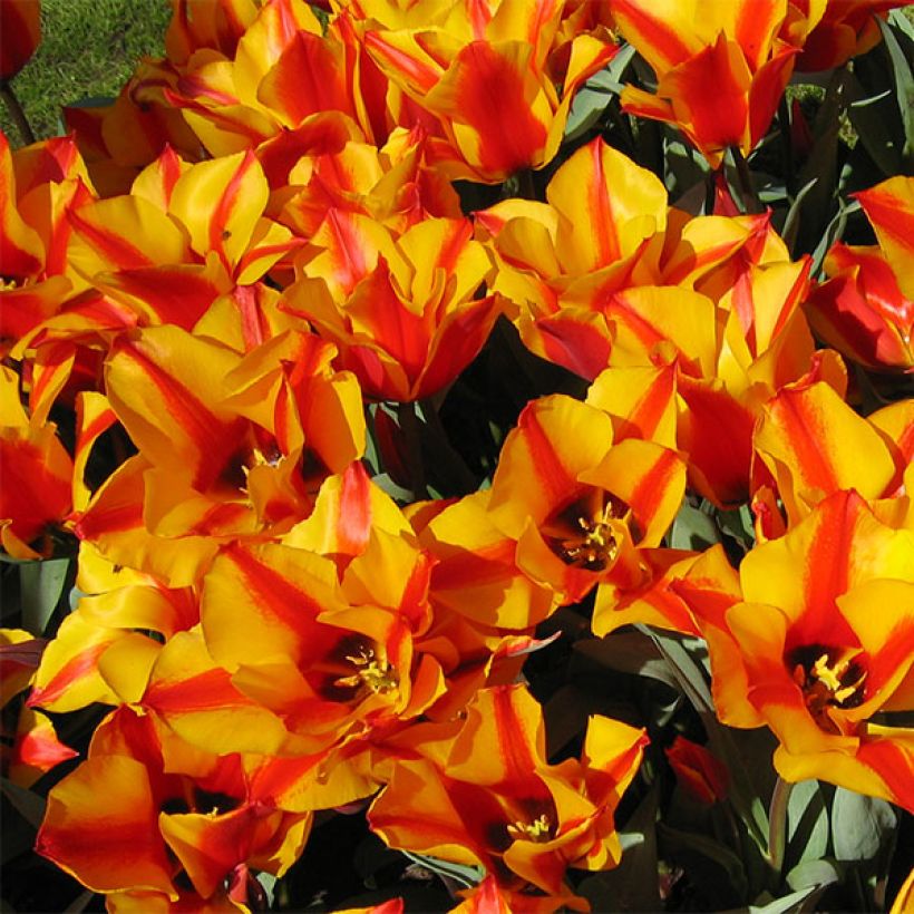 Tulipe botanique greigii Engadin (Floraison)