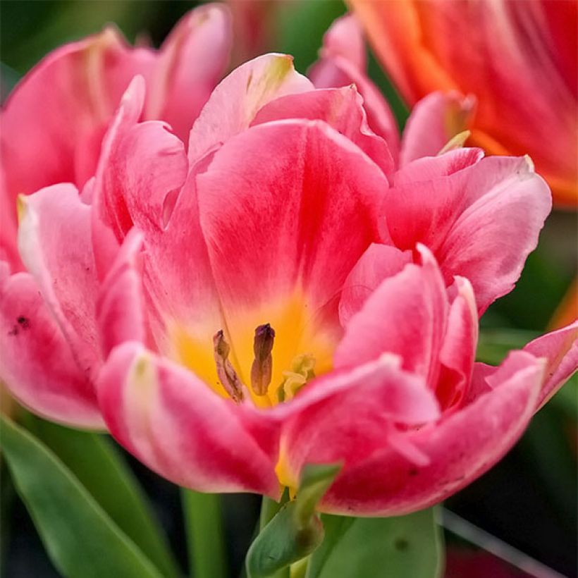 Tulipe double hâtive Peach Blossom (Floraison)