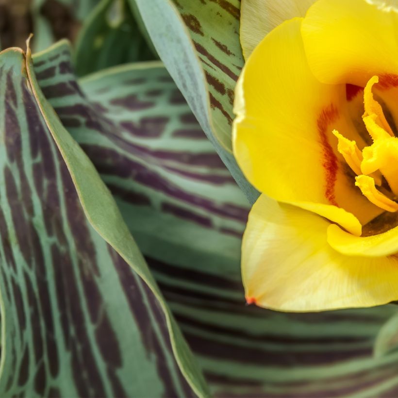 Tulipe naine greigii Mélodie d'amour (Feuillage)