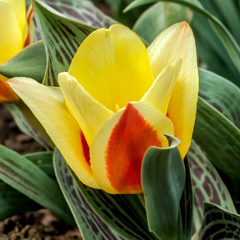 Tulipe naine greigii Mélodie d'amour (Floraison)