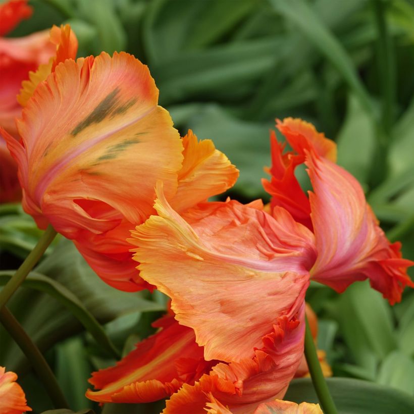 Tulipe perroquet Avignon Parrot (Floraison)