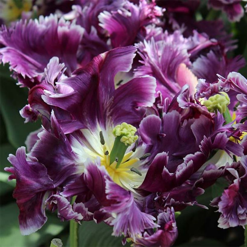 Tulipe Perroquet Mysterious Parrot  (Floraison)