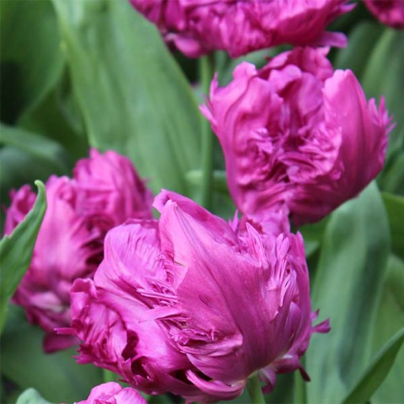 Tulipe Perroquet Parrot Prince (Floraison)