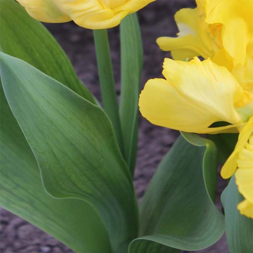 Tulipe Perroquet Yellow Sun (Feuillage)