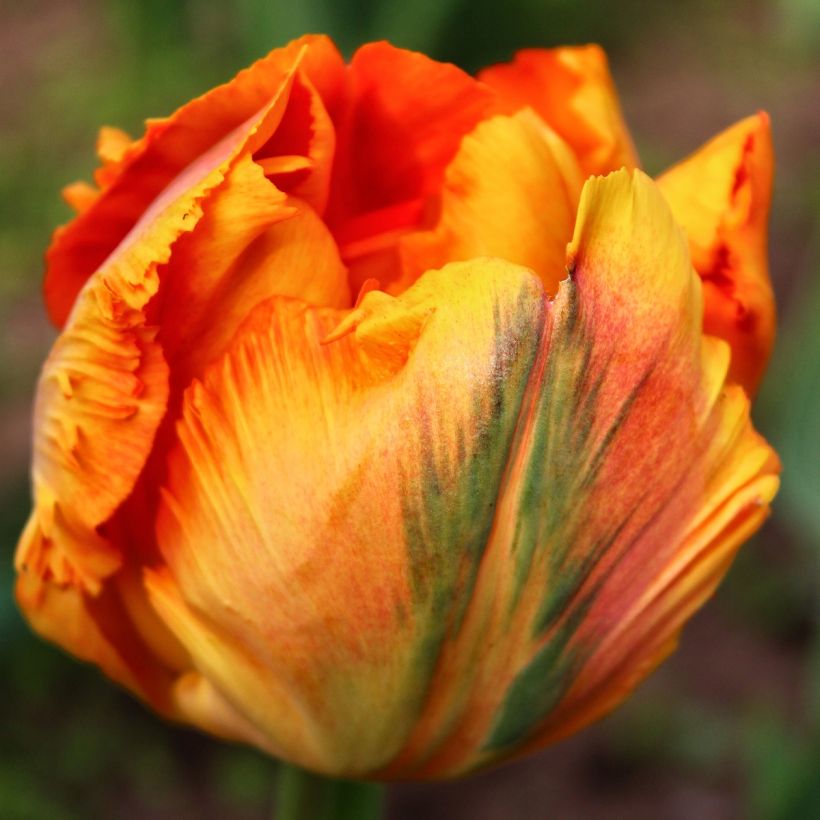 Tulipe Perroquet Comet (Floraison)